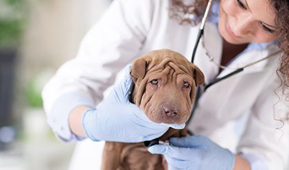 10 razones por las que te gustará ser asistente técnico veterinario